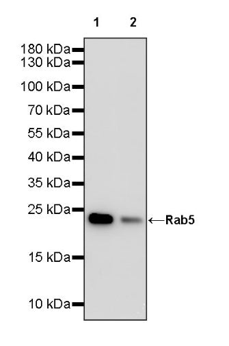 Rab5 Recombinant Rabbit mAb (S-1677-74)
