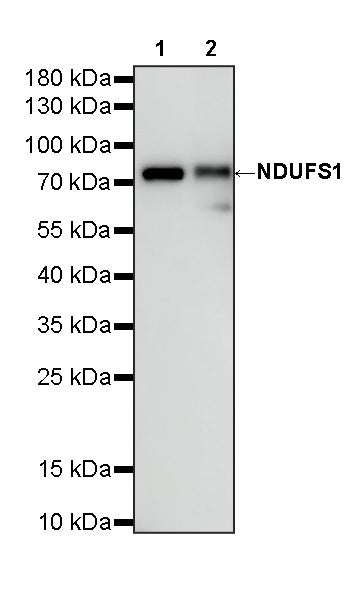 NDUFS1 Mouse mAb
