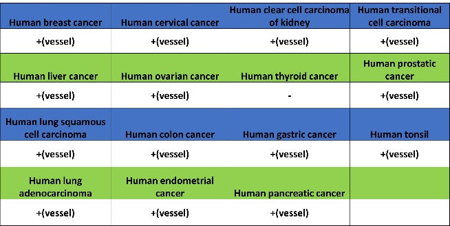 CD31 Recombinant Rabbit mAb (S-R568)