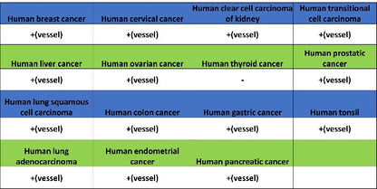 CD31 Recombinant Rabbit mAb (S-R568)