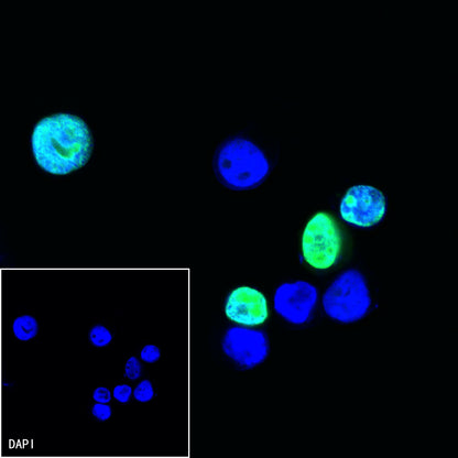 Myc tag Recombinant Rabbit mAb (Alexa Fluor® 488 Conjugate) (S-114-13)