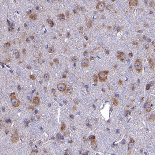 eIF3B Recombinant Rabbit mAb (S-816-8)