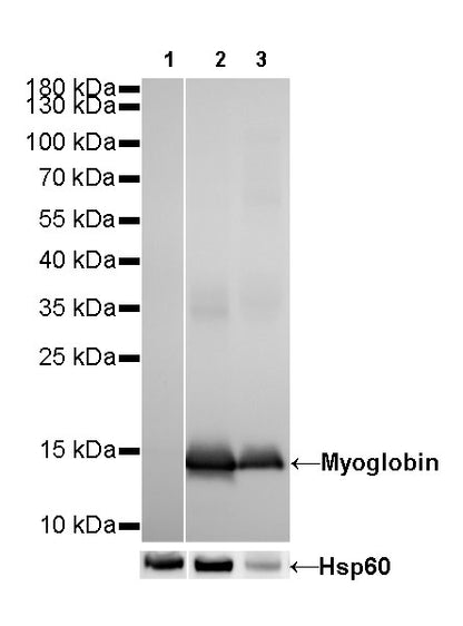 Myoglobin Recombinant Rabbit mAb (SDT-097-10)