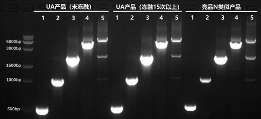 2 × Taq Master Mix