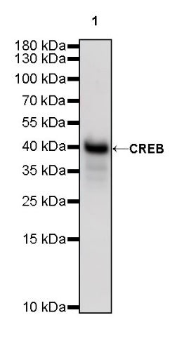 CREB Recombinant Rabbit mAb (S-747-60)