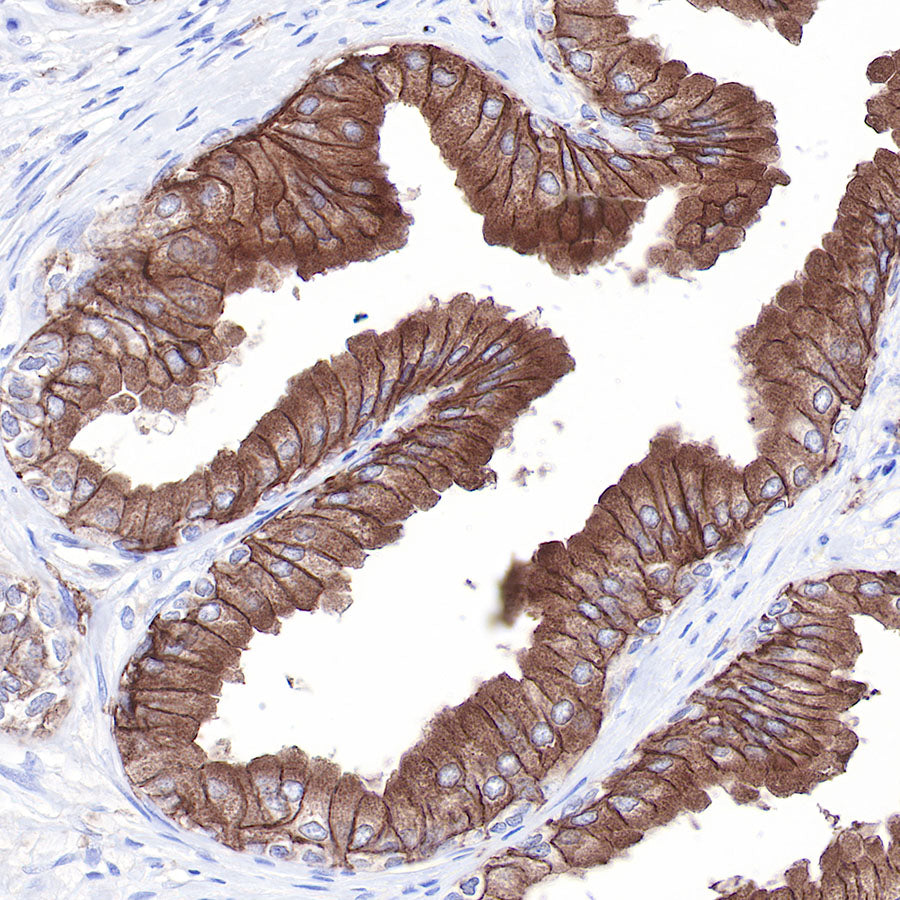 CD9 Recombinant Rabbit mAb,PBS Only (SDT-143-53)