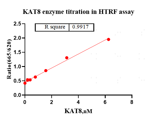 KAT8 Protein, Human