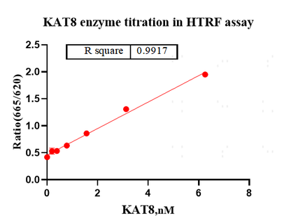 KAT8 Protein, Human