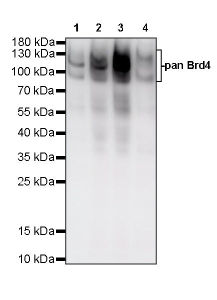 pan Brd4 Recombinant Rabbit mAb (S-6208)