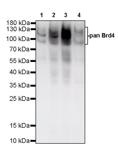 pan Brd4 Recombinant Rabbit mAb (S-6208)