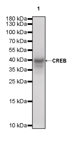 CREB Recombinant Rabbit mAb (S-747-60)