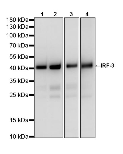 IRF3 Recombinant Rabbit mAb (S-3650-63)