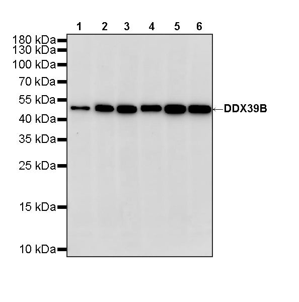 DDX39B Recombinant Rabbit mAb (S-4549-30)