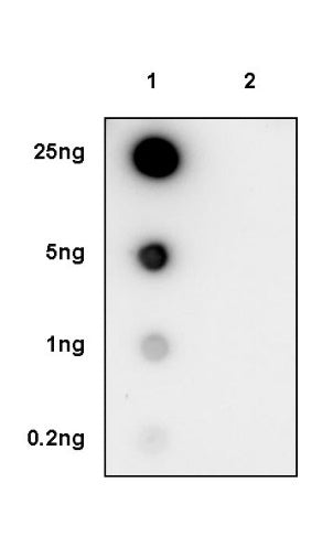 Phospho-LATS1/2(Ser909/872) Recombinant Rabbit mAb (S-1874-69)