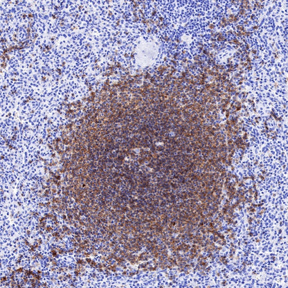 CD19 Recombinant Rabbit mAb (SDT-164-33)