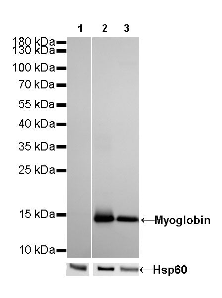 Myoglobin Recombinant Rabbit mAb (SDT-097-10)
