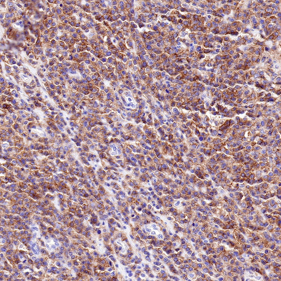 CD40 Recombinant Rabbit mAb,PBS Only (SDT-145-45)