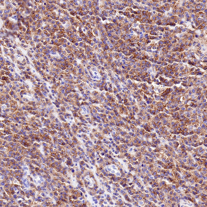 CD40 Recombinant Rabbit mAb,PBS Only (SDT-145-45)