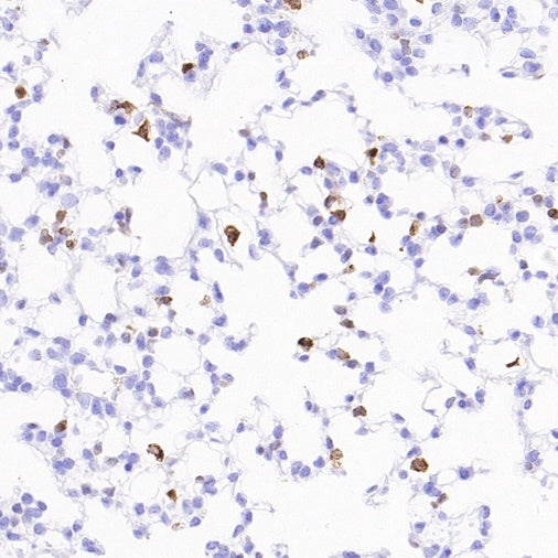 pro Caspase-1 + p10 + p12 Recombinant Rabbit mAb (S-2307-17)