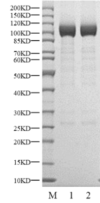 PRKCE(PKCε) GST Tag Protein, Human