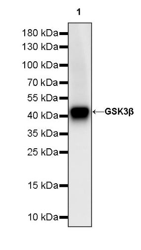 GSK3β Recombinant Rabbit mAb (S-1209-102)