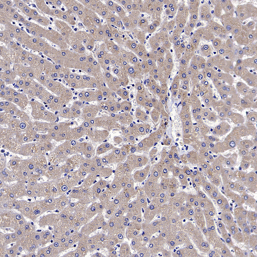 IFIH1/MDA5 Mouse mAb