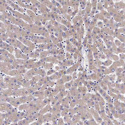 IFIH1/MDA5 Mouse mAb