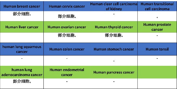 c-Fos Recombinant Rabbit mAb (S-1391-63)