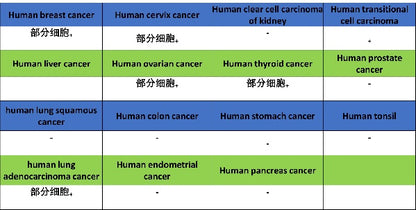 c-Fos Recombinant Rabbit mAb (S-1391-63)
