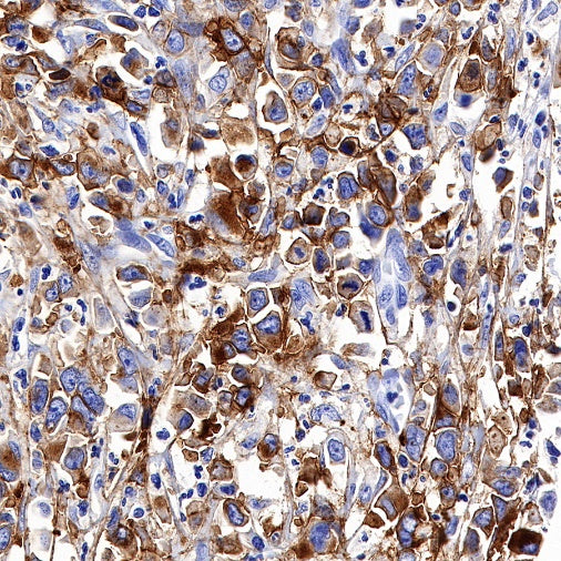 Claudin 6 Recombinant Rabbit mAb (S-521-63)