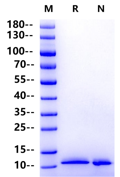 NRG1 Beta 1 His Tag Protein, Human
