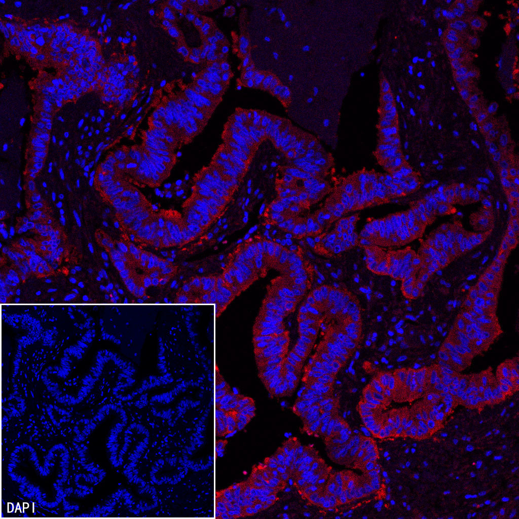 FASN Recombinant Rabbit mAb (Alexa Fluor® 594 Conjugate) (S-682-32)