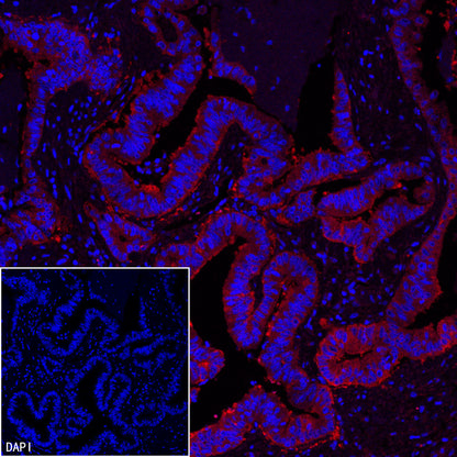 FASN Recombinant Rabbit mAb (Alexa Fluor® 594 Conjugate) (S-682-32)