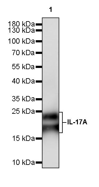 IL-17A Recombinant Rabbit mAb (S-3055-61)
