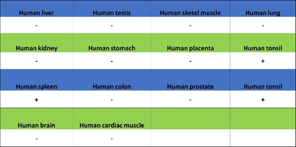 CD123 Recombinant Rabbit mAb (S-1592-12)