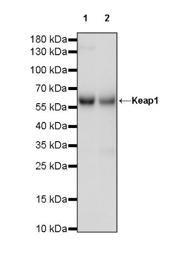 Keap1 Recombinant Rabbit mAb (S-1520-8)