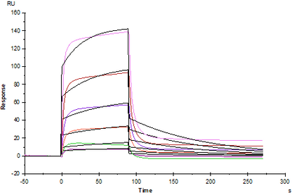 Ephrin-B2 Fc Chimera Protein, Human