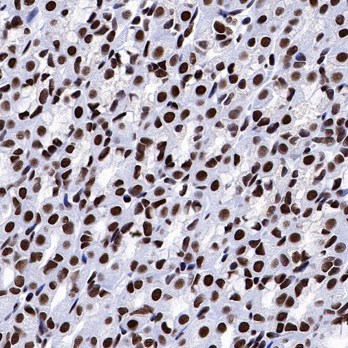 NuMA Recombinant Rabbit mAb (SDT-474-241)