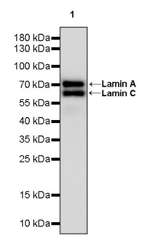 Lamin A/C Recombinant Rabbit mAb (HRP Conjugate) (S-950-164)