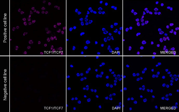 TCF1/TCF7 Recombinant Rabbit mAb (Alexa Fluor® 647 Conjugate) (S-3486)