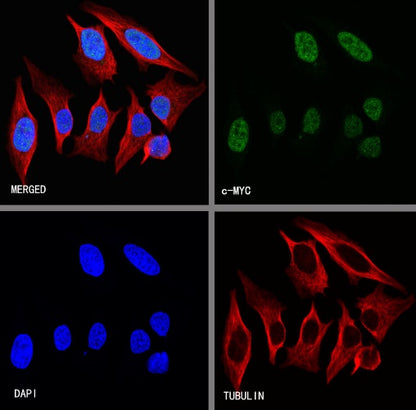 c-Myc Recombinant Rabbit mAb (S-519-54)