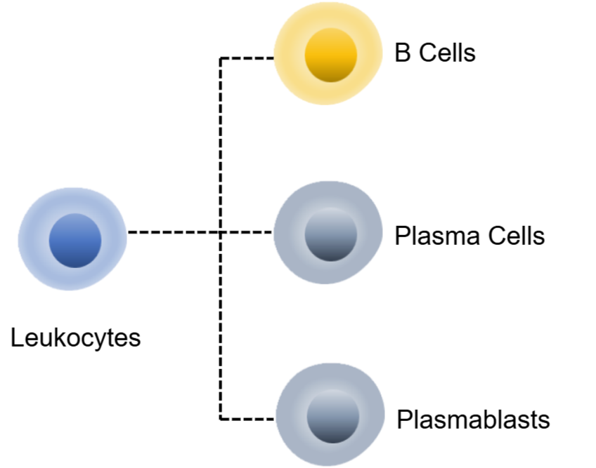 Human Plasma cells Panel Kit