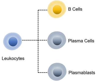 Human Plasma cells Panel Kit