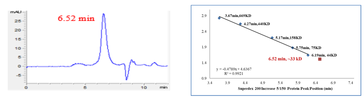 CDK4 Protein