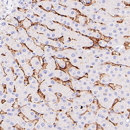 CD14 Mouse mAb (SDT-411-1)