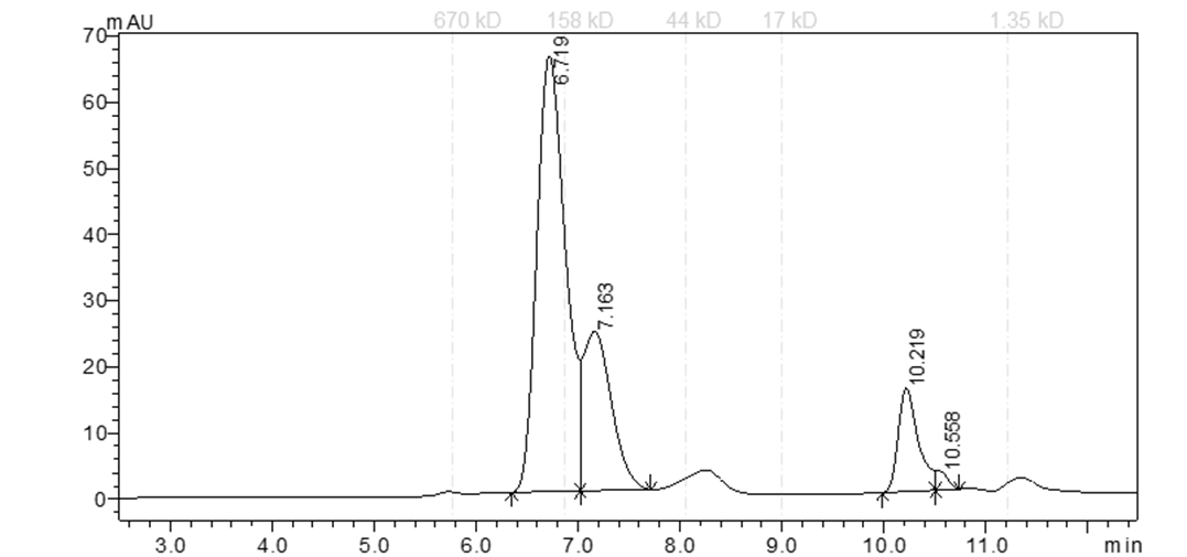 EPHA2 Protein