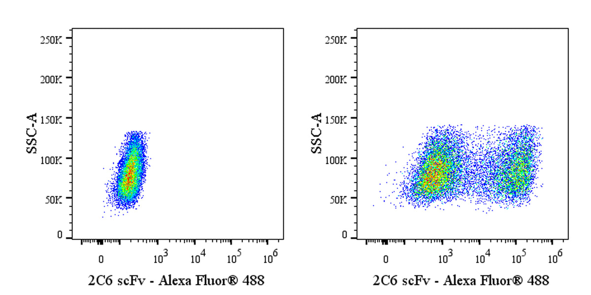 Anti-Human 2C6 scFv (Anti-CD20 CAR-T) Recombinant Rabbit mAb (Alexa Fluor® 488 Conjugate) (S-5413)