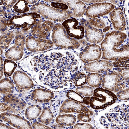 TOM20 Recombinant Rabbit mAb (SDT-2553-11)