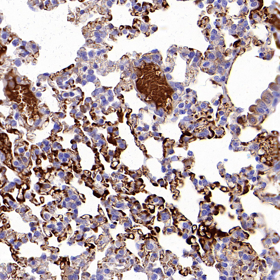 C3 Recombinant Rabbit mAb (S-5146)