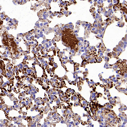 C3 Recombinant Rabbit mAb (S-5146)